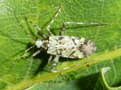 Phytocoris tiliae